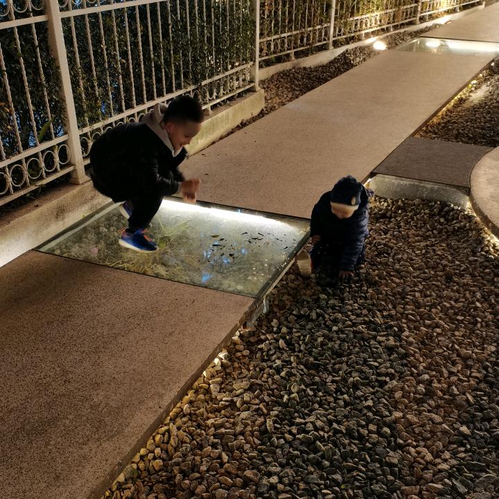 毛毛虫