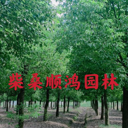 柴桑顺鸿园林