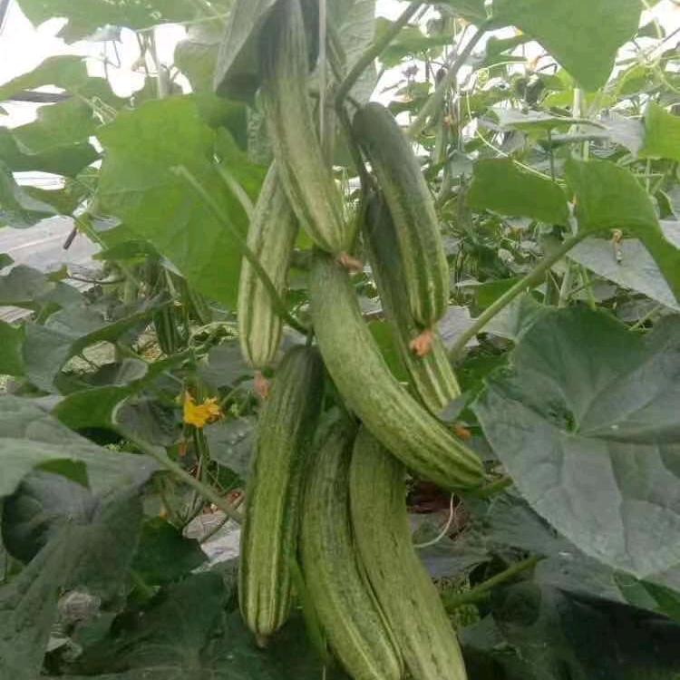 马武廖帮明