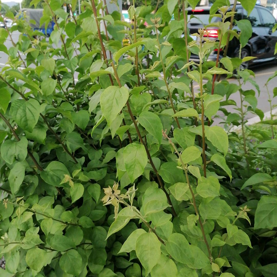 一笑(ღ♡‿♡ღ)而过