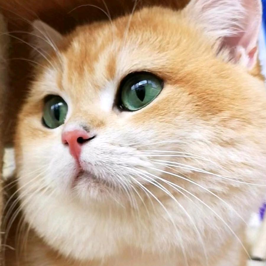东城凯特猫宠物