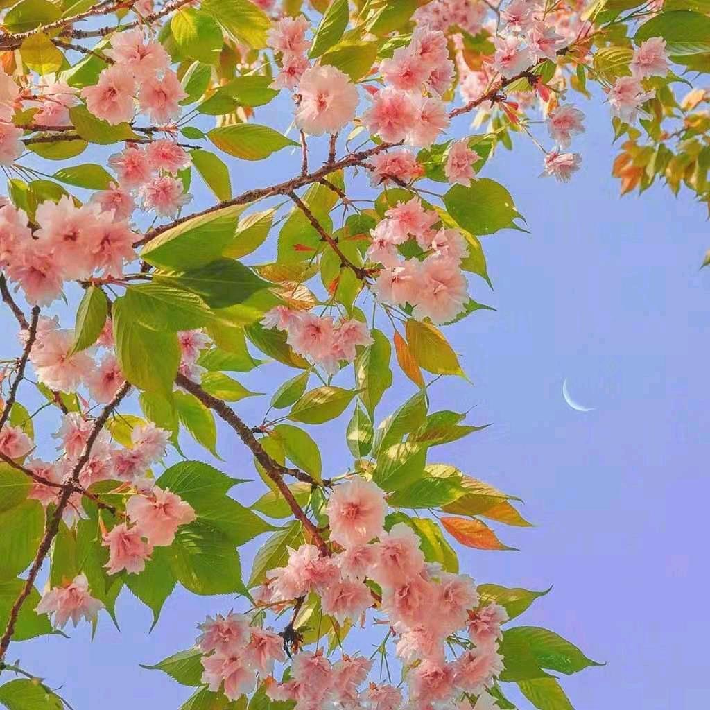 平安是福ing