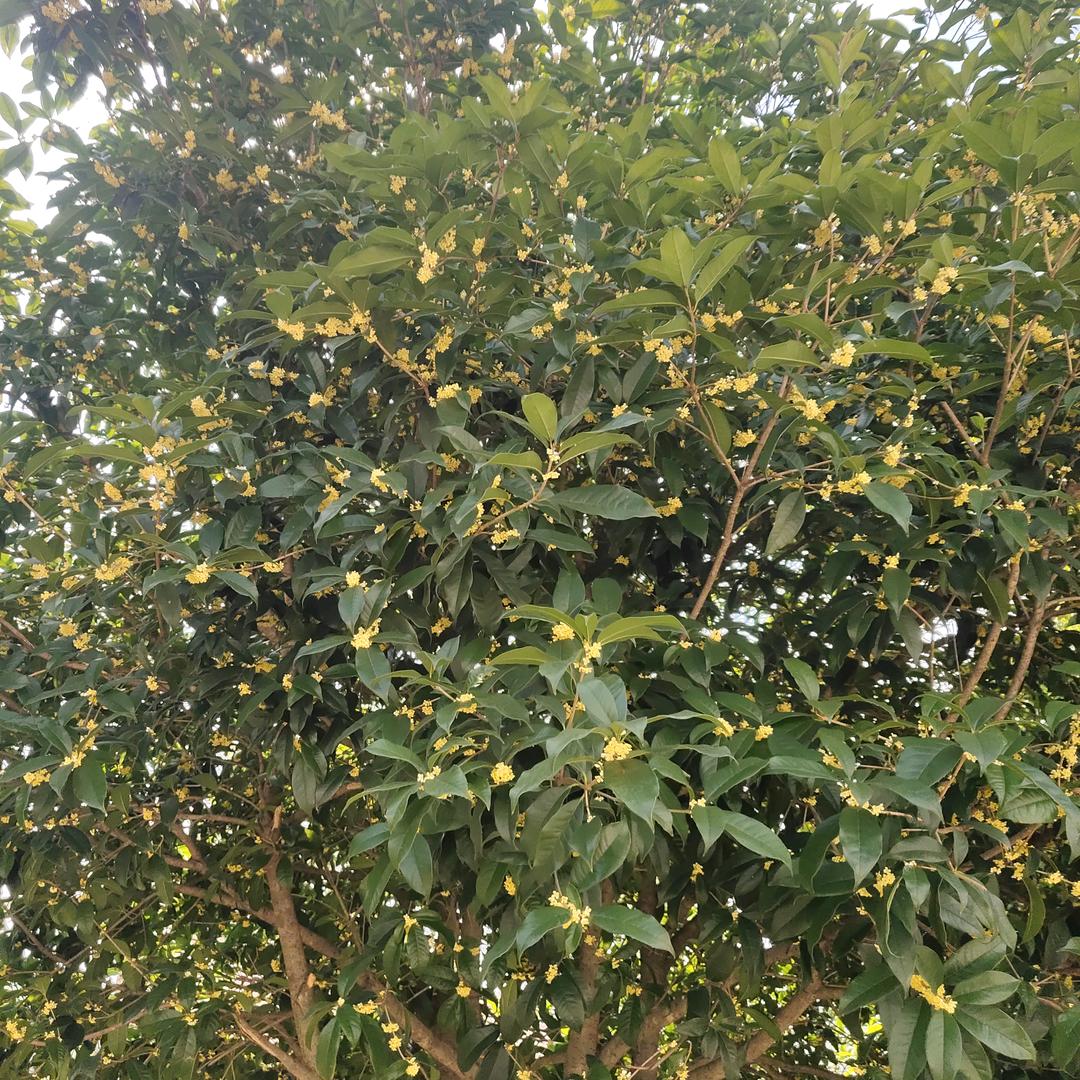 笑看风云，花开花落！