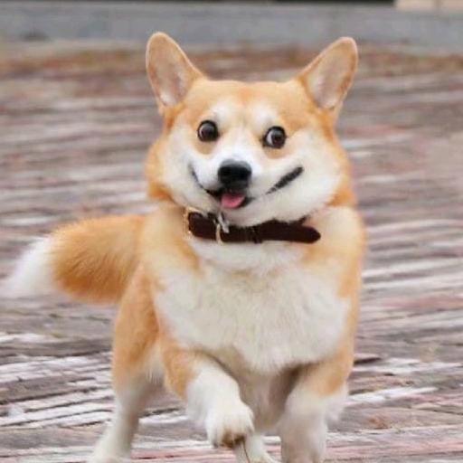 nimo