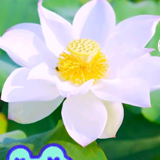 古月兰