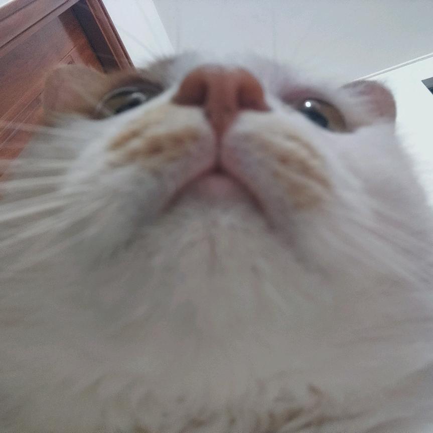 啊木木