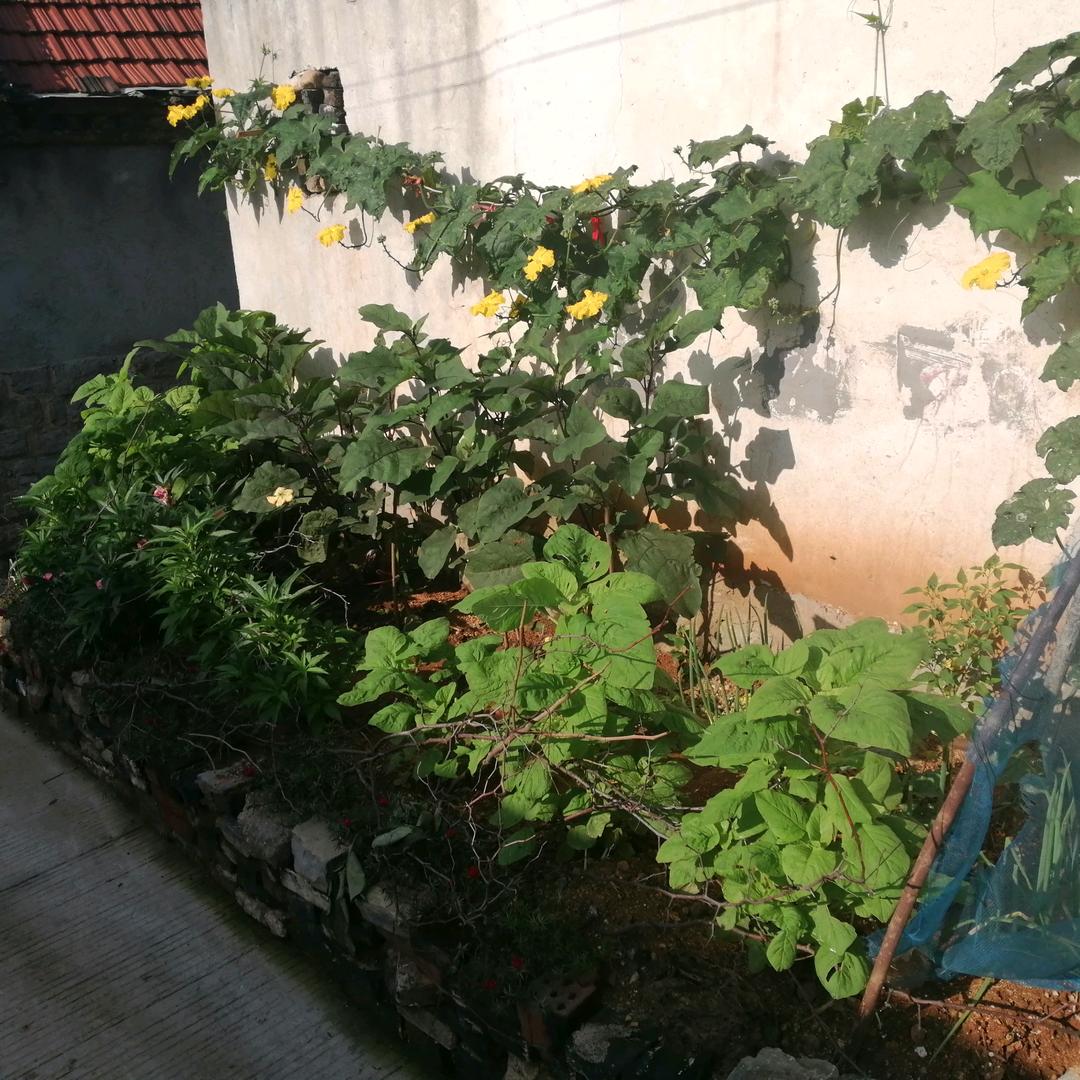 豆荚