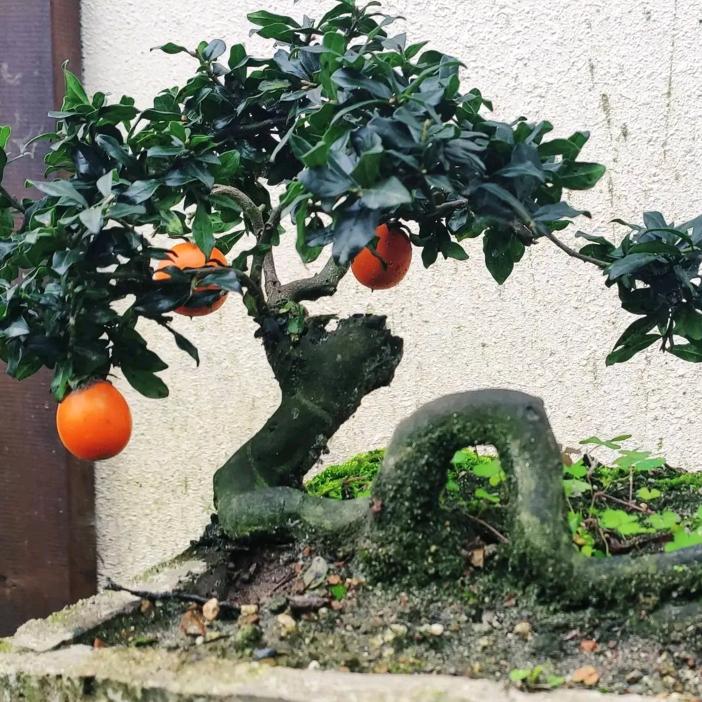 平凡人生