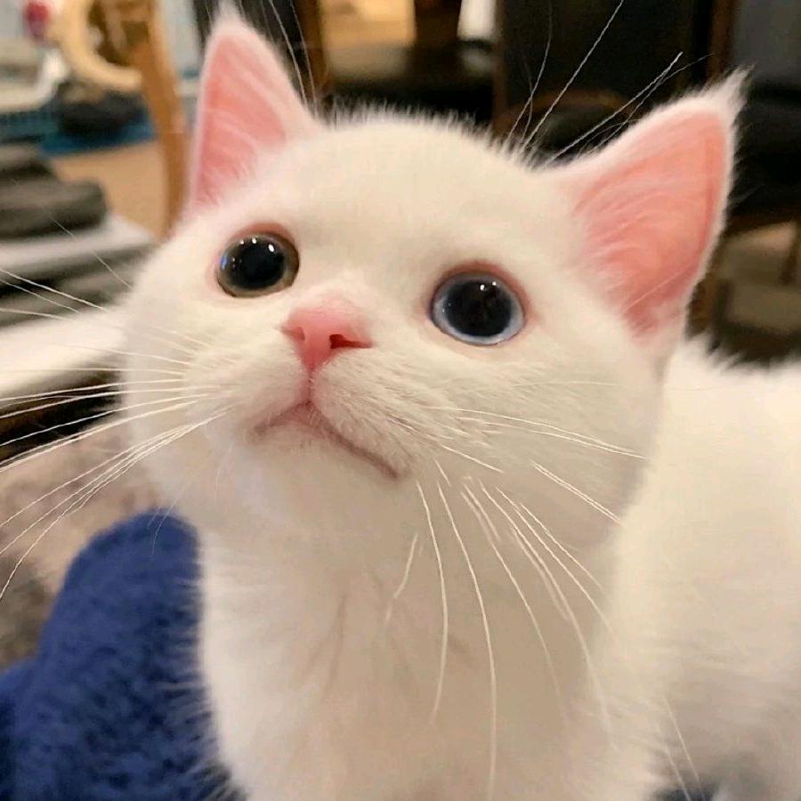 这个名字先用着