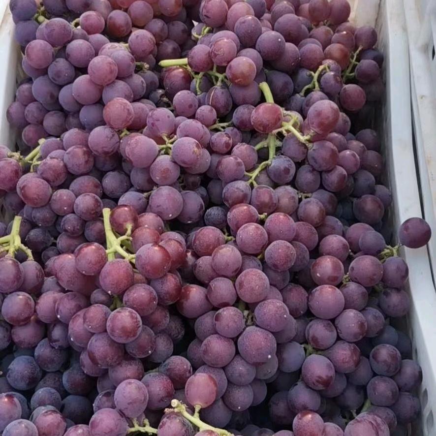 老东北葡萄采摘园