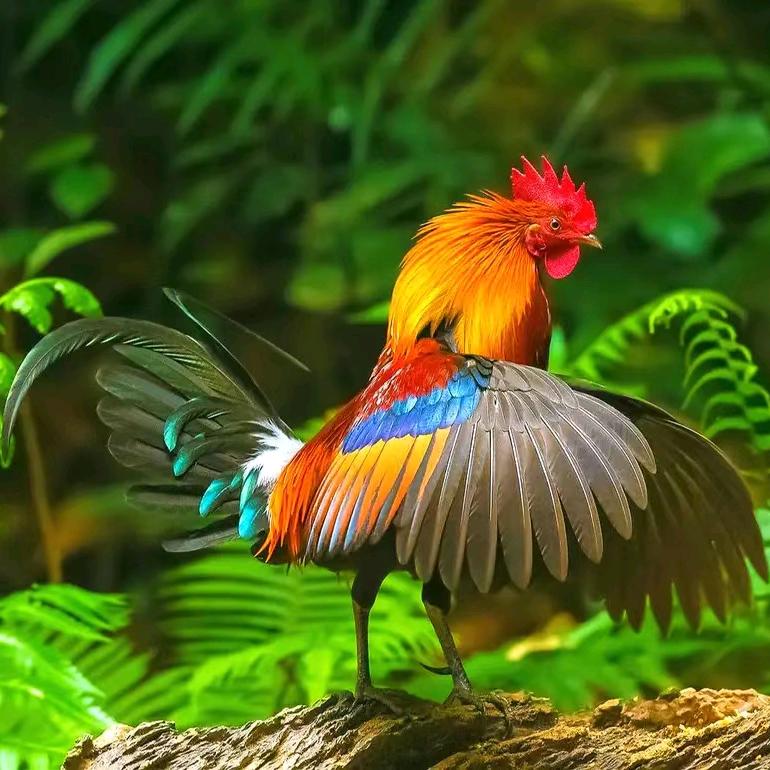 云南滇西红原鸡