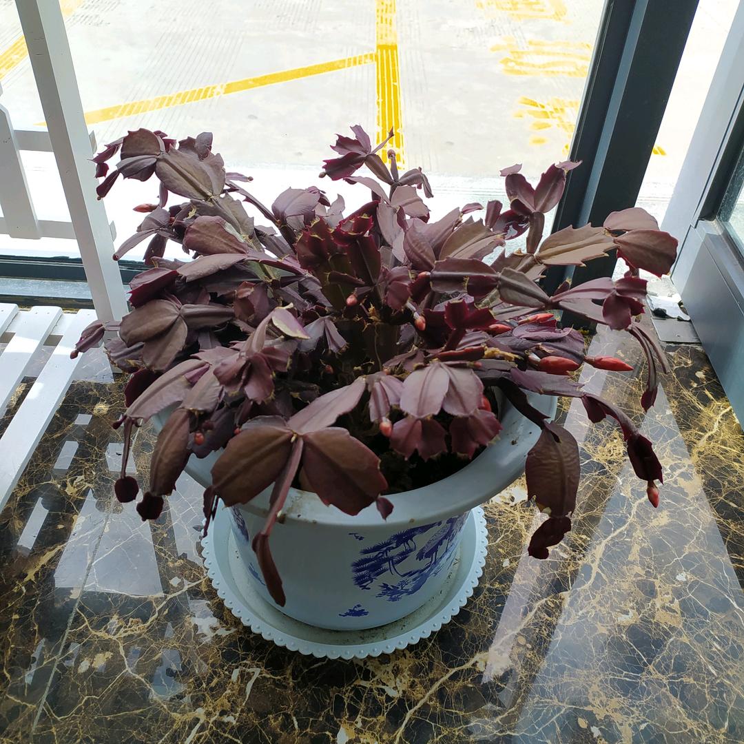 梦中蝴蝶