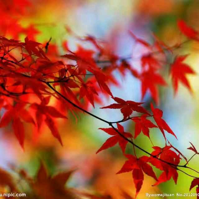 枫叶🍁