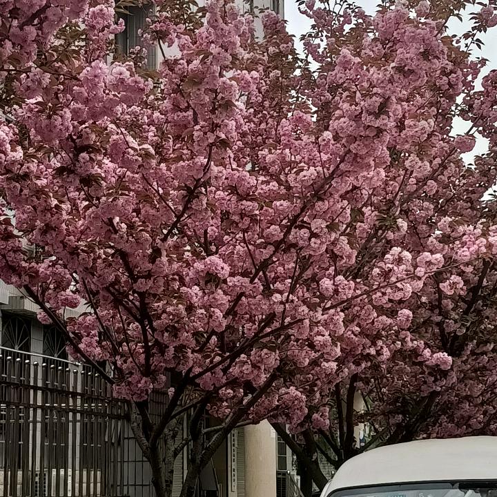 燕子