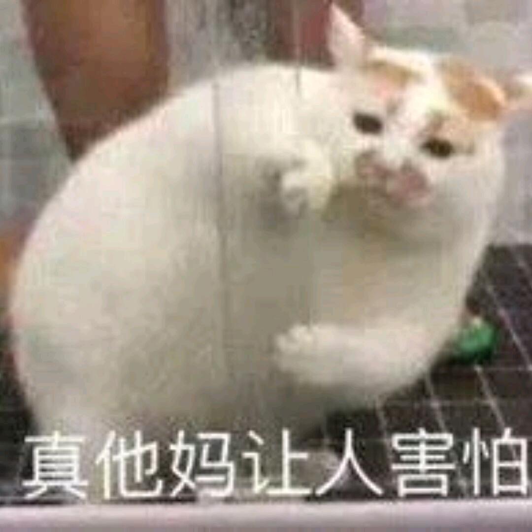 老猫搬砖【永恒之塔2】