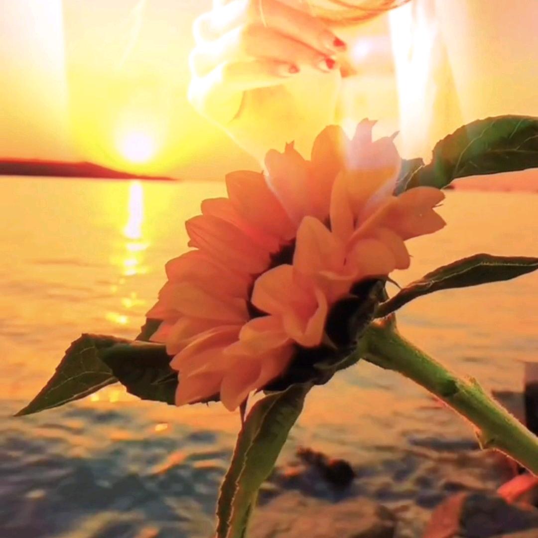 阳光🌞