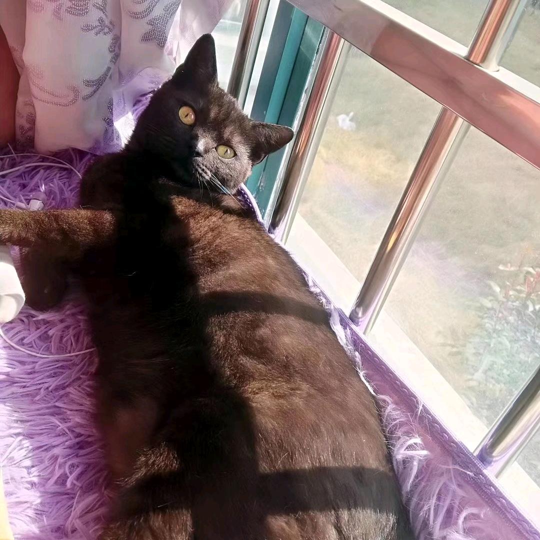 猫豆