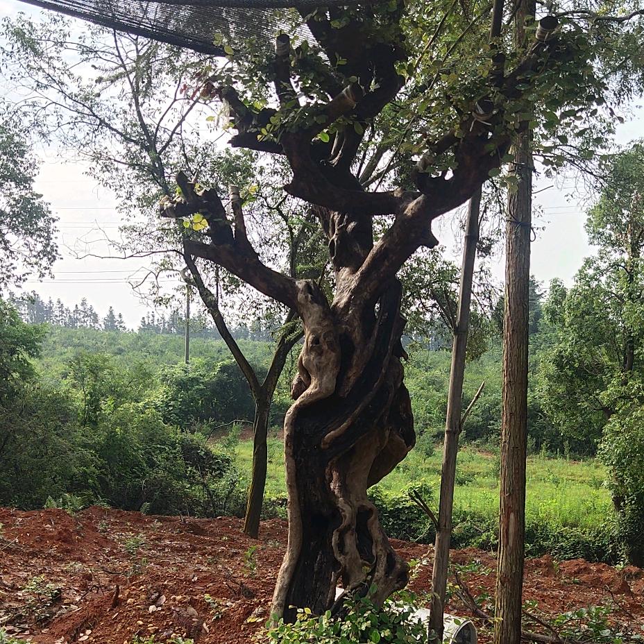 我是个平凡的人