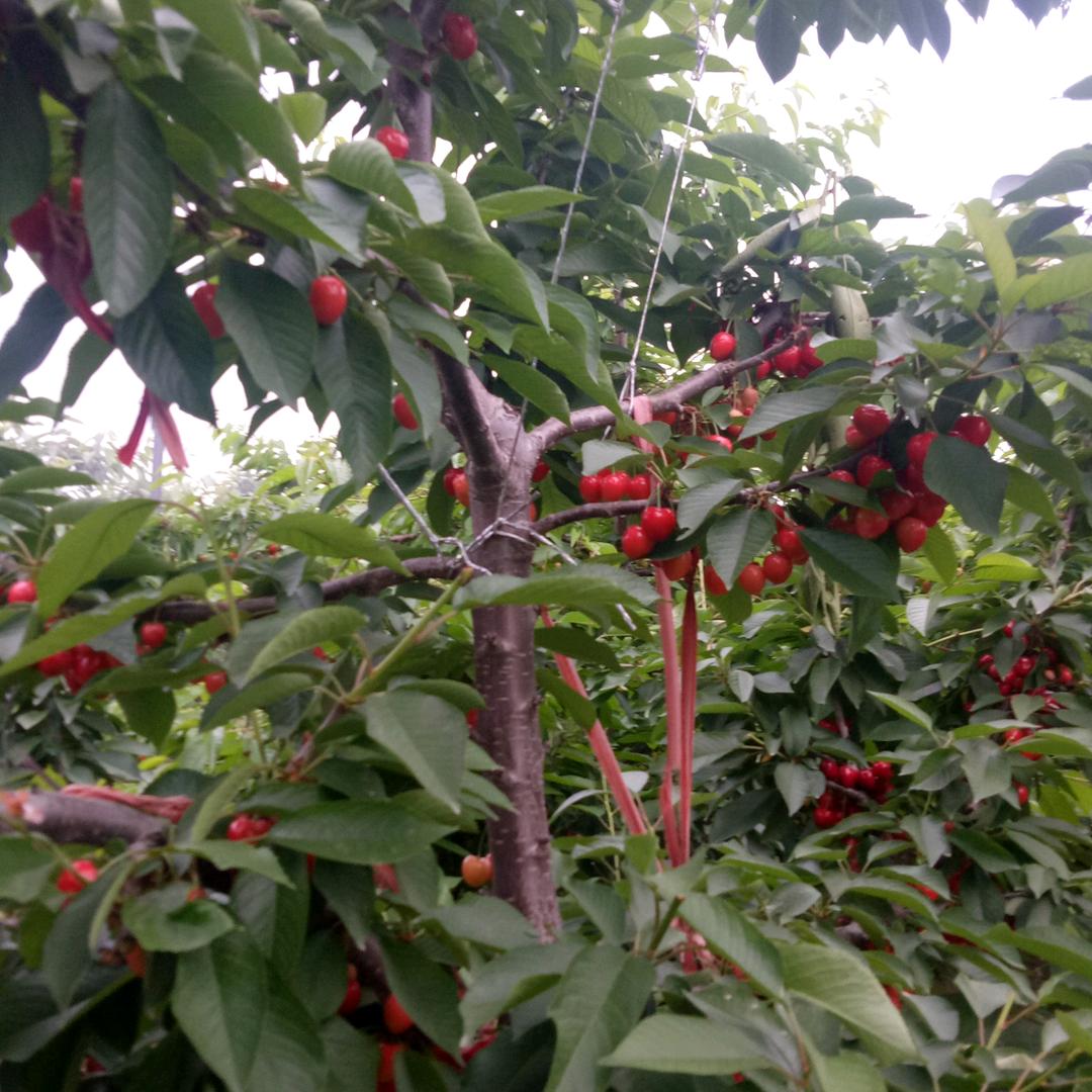 风雨丽人