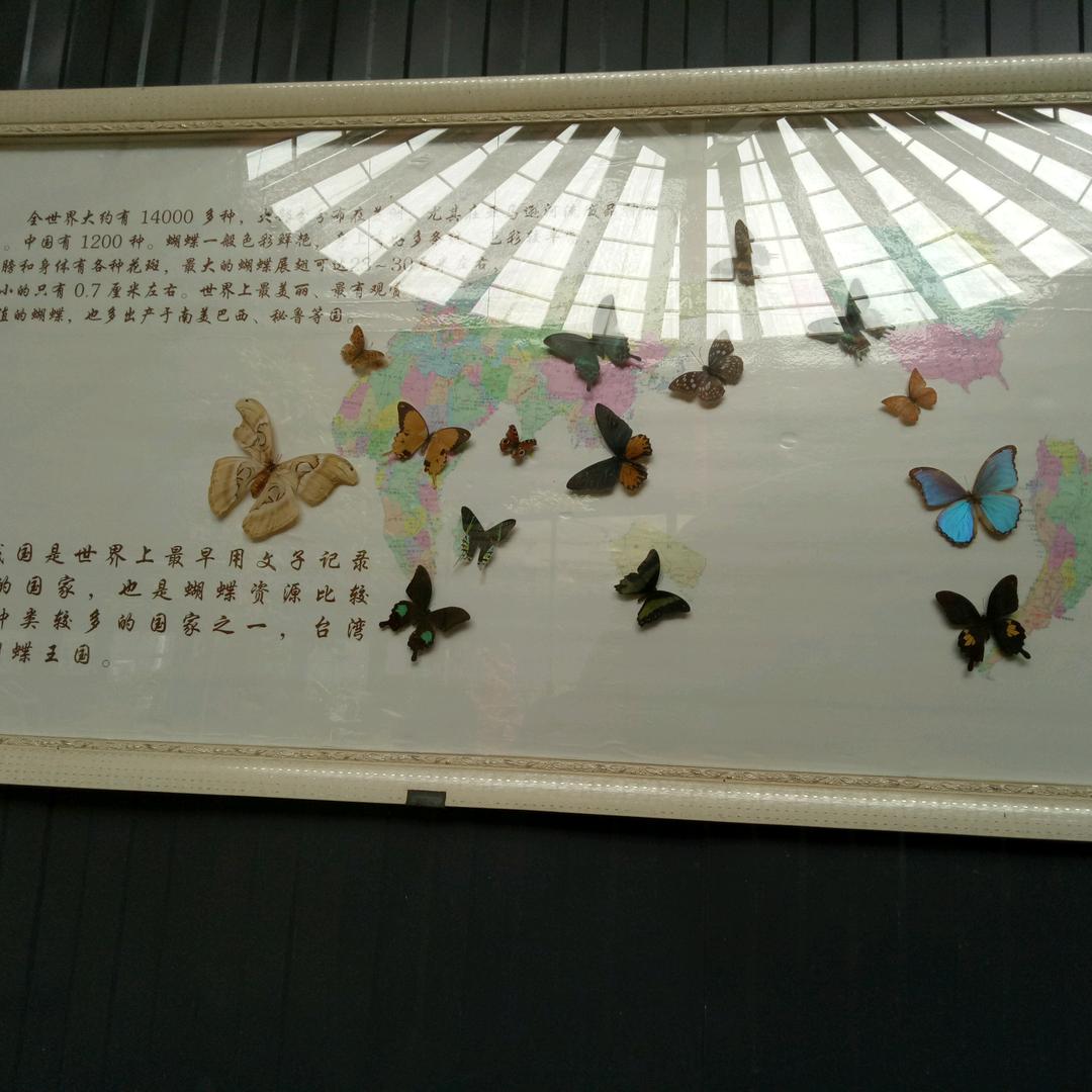 小荷月色