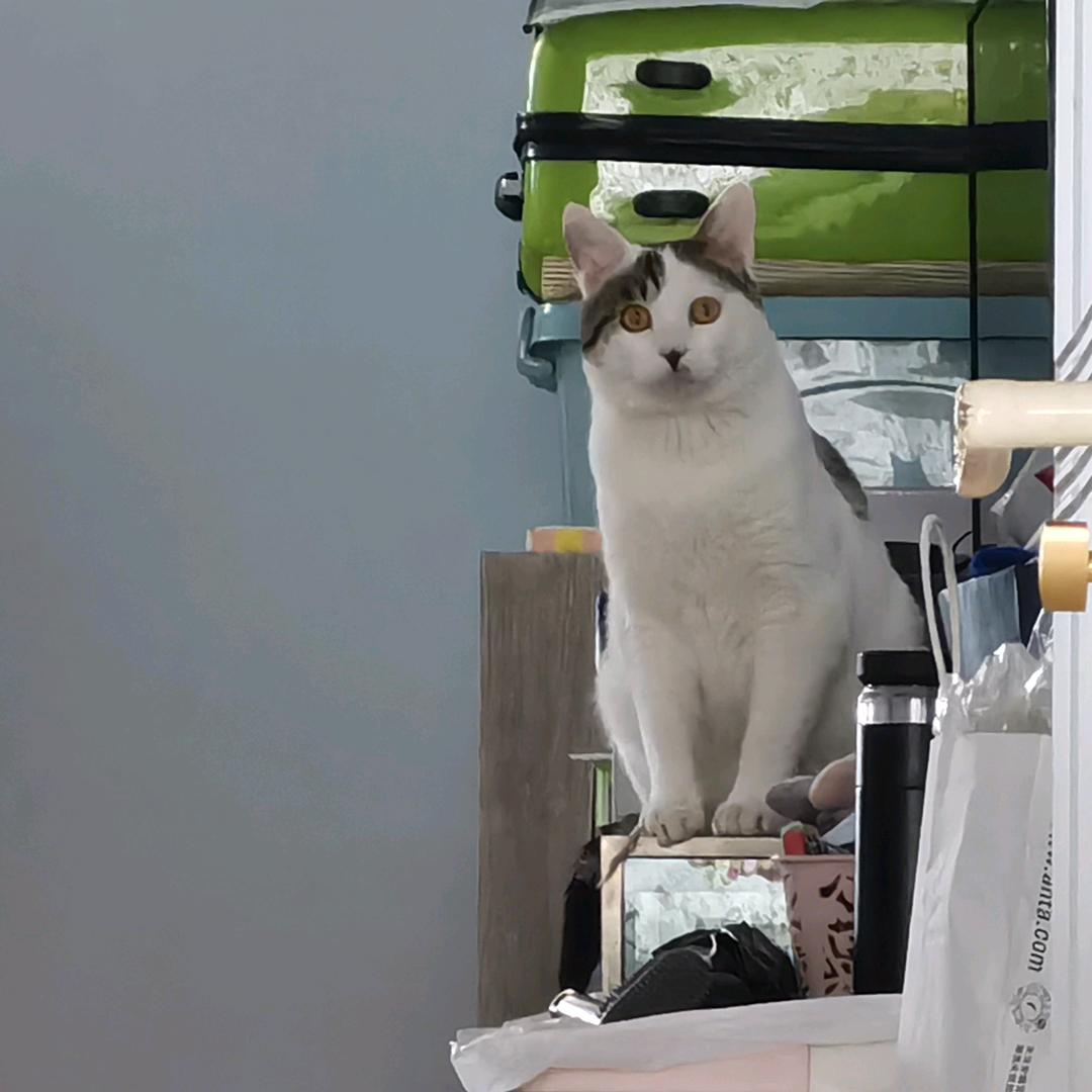 🐯大白【气球派对】