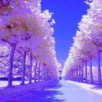 梅花