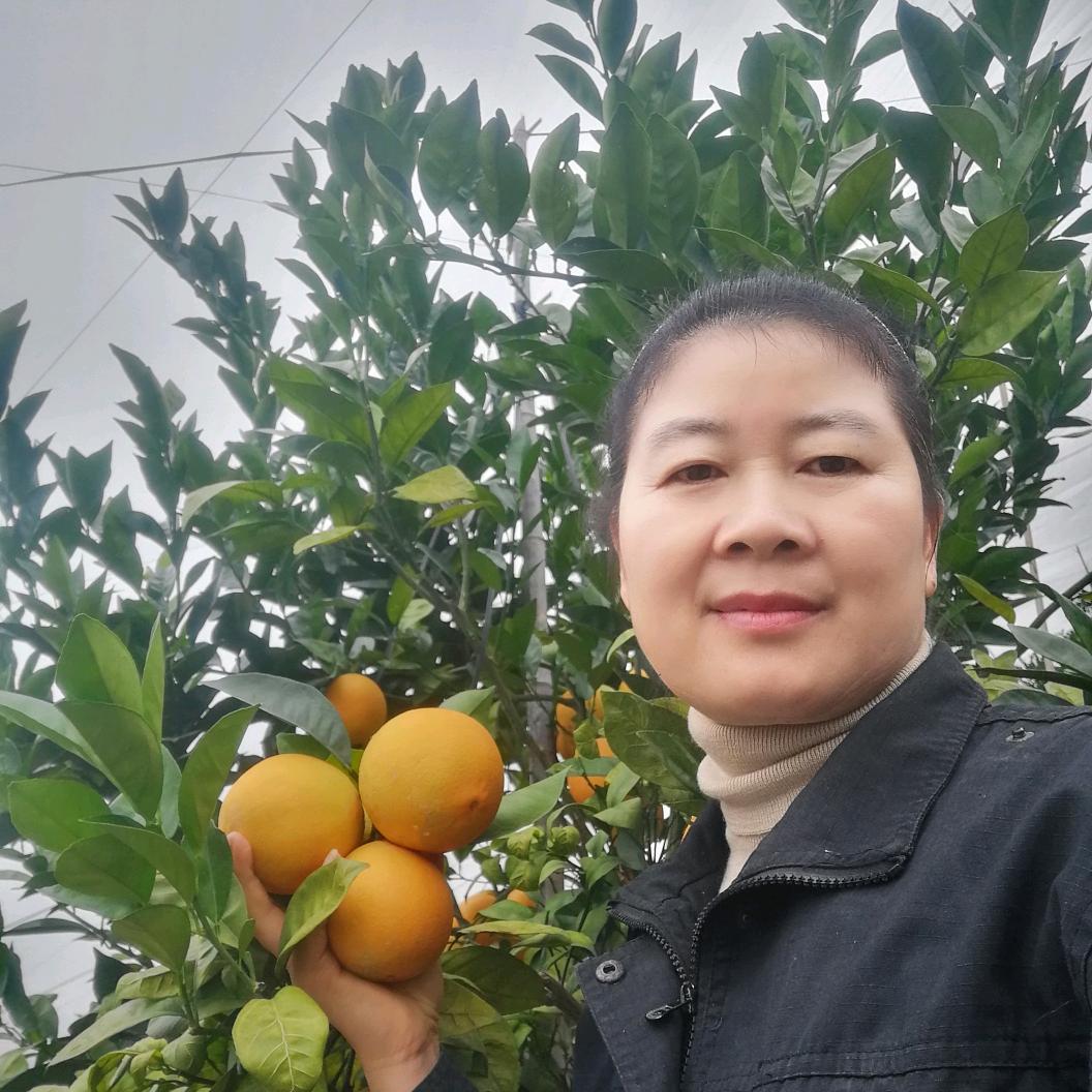 枚玉脐橙种植户