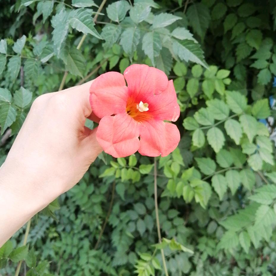 一路生花