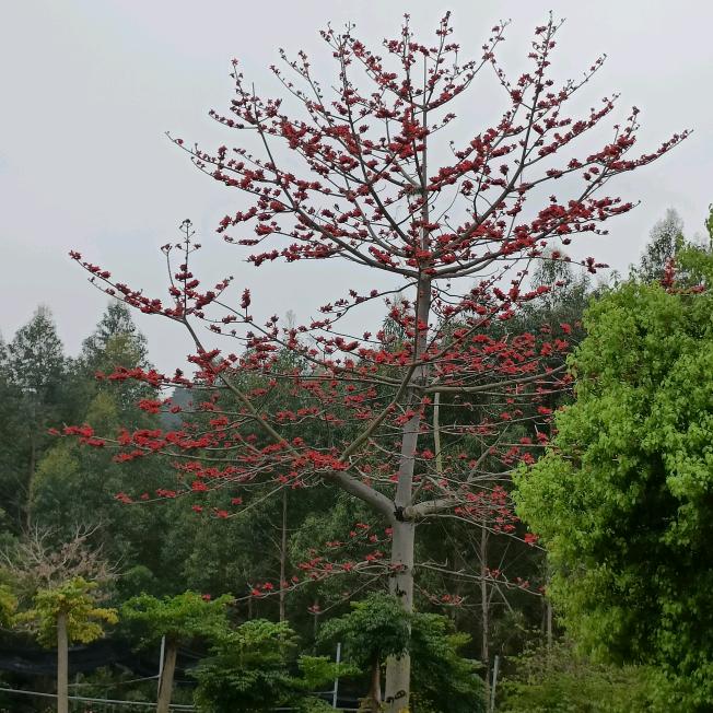 大野哥