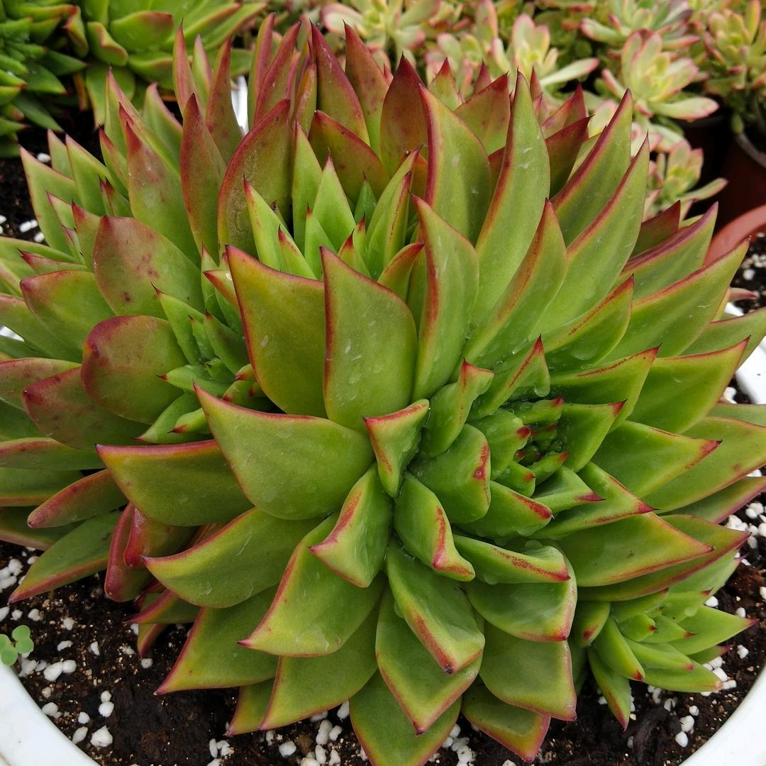 库拉索芦荟种植