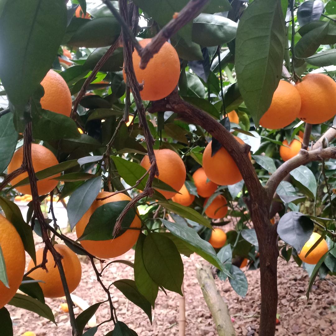 大凉山特产，雷波脐橙.，纪