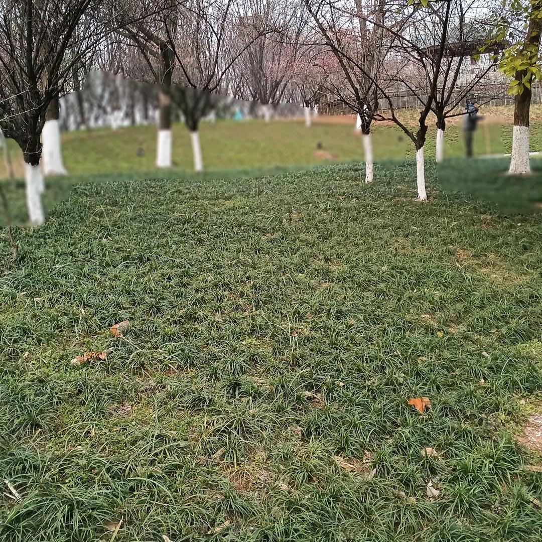 陇南老苏在义乌