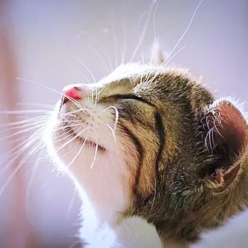 猫叔公