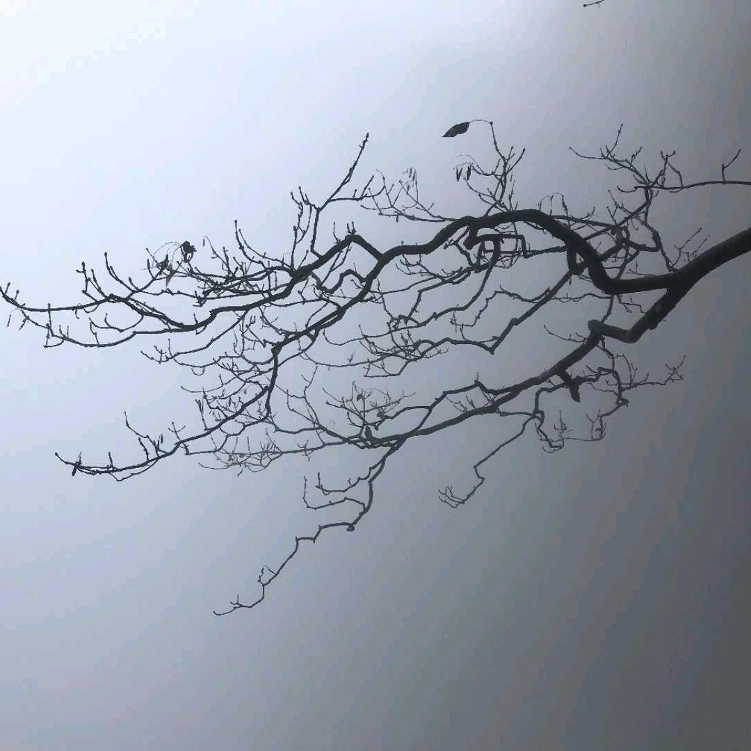 禹