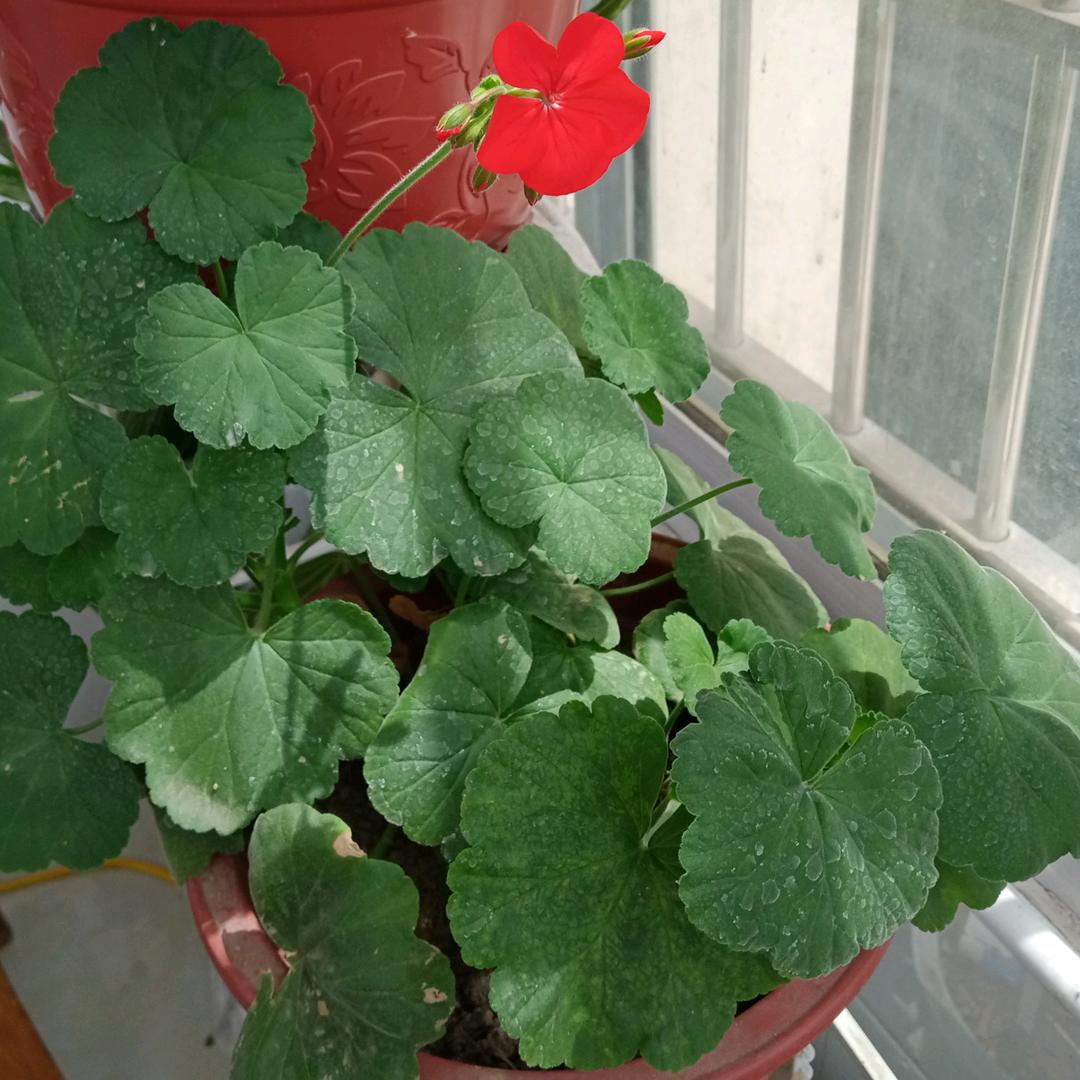 白云飘飘