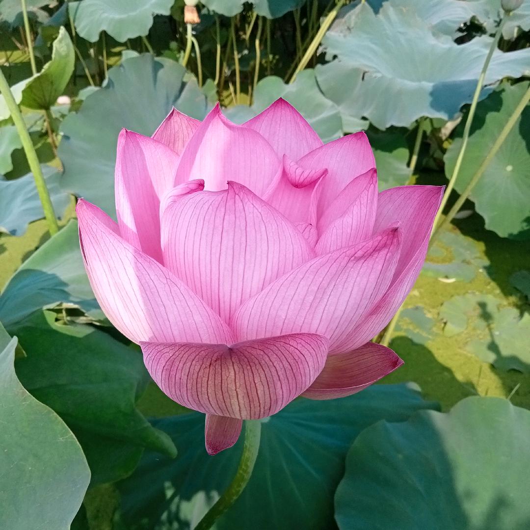 种地的小哥哥&#