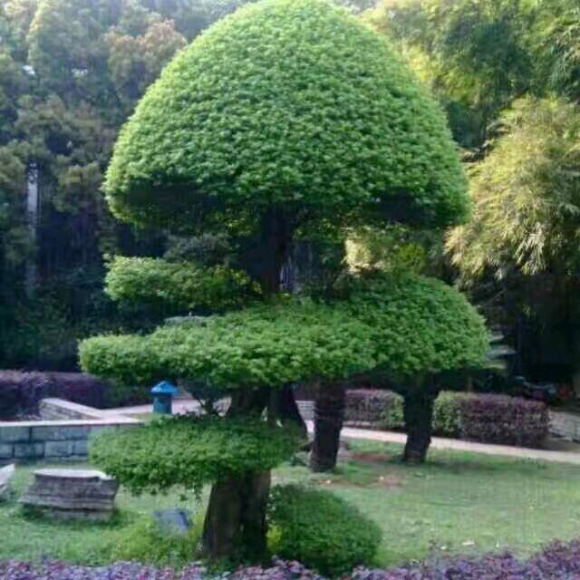 西红柿炒黄瓜