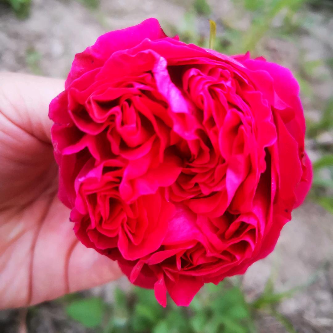 姜堰姜姑娘卖房🏠