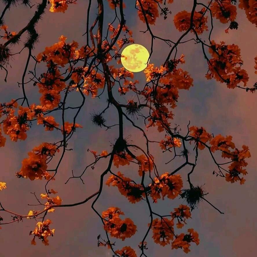 西海贝壳里有三粒金