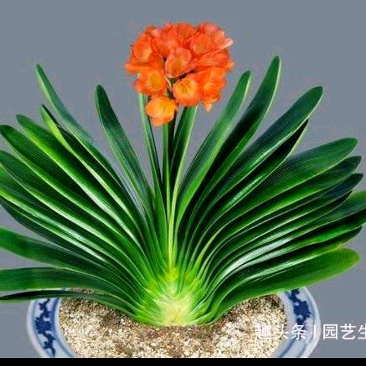 芳芳