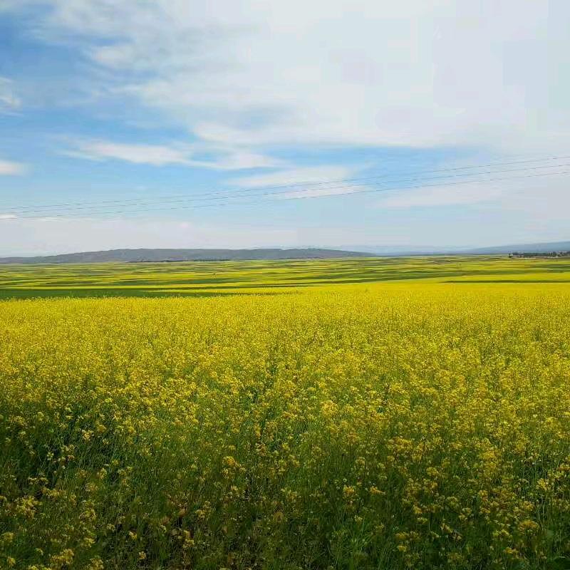 寻找那一抹影子