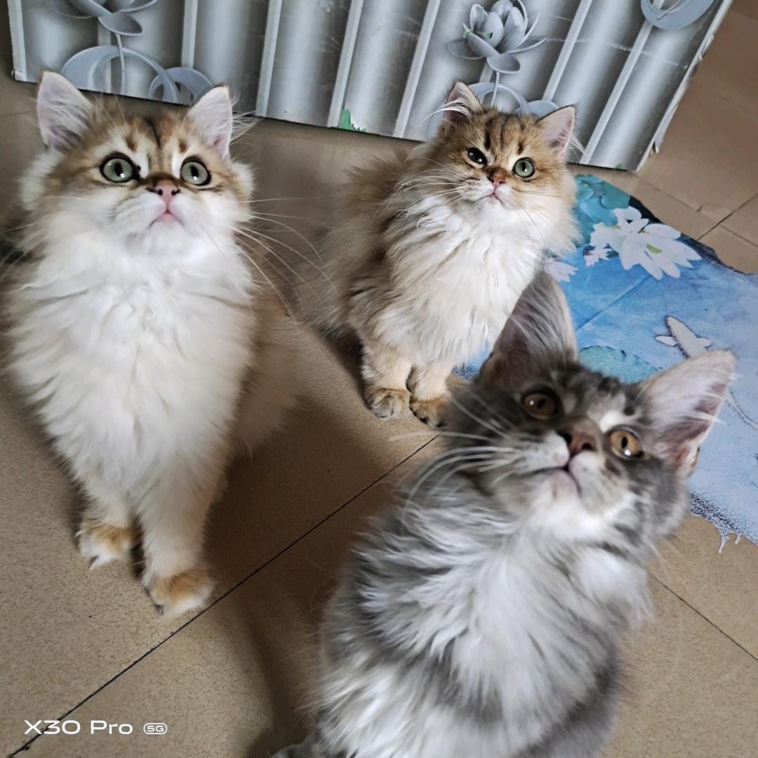 胖虎猫舍，，即墨分店