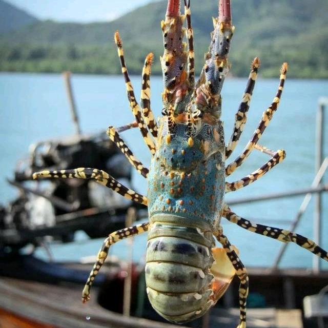 东湖海鲜购（雷少华）