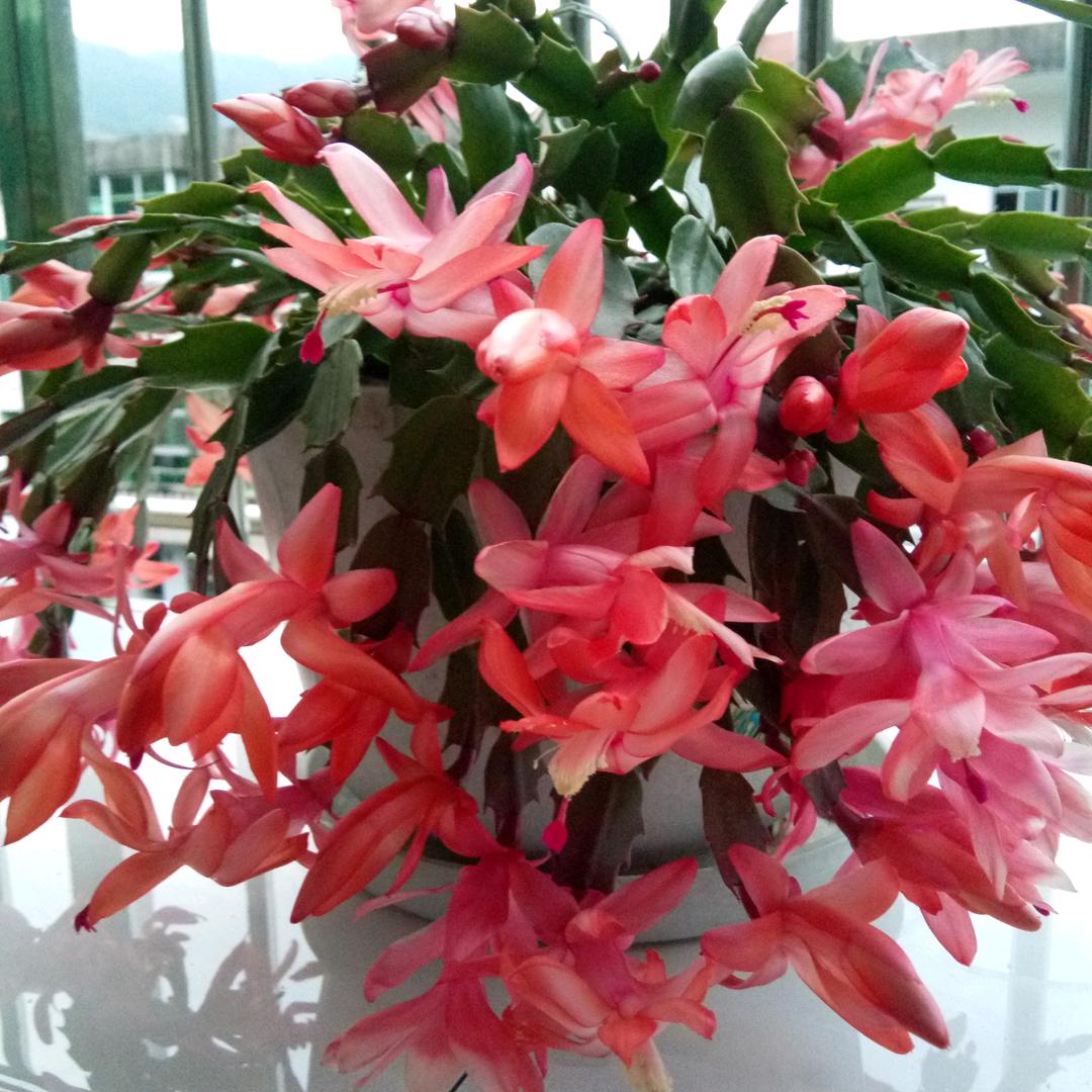 秀秀🌸