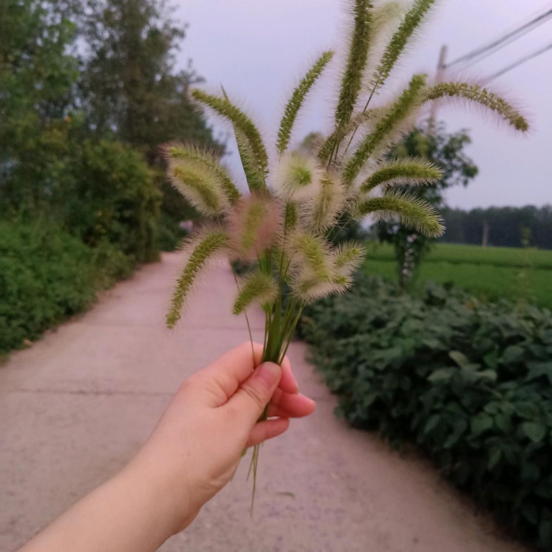 橙味连衣裙（苏芽子小阿姨粉迷）