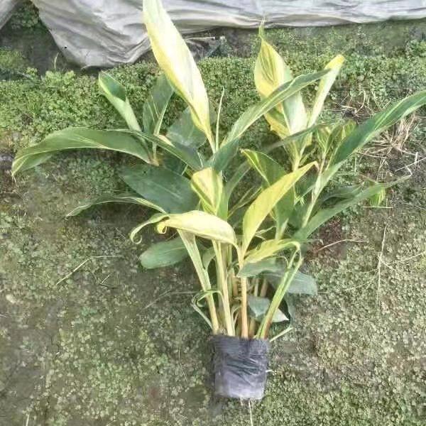 成都温江学辉园艺场805760