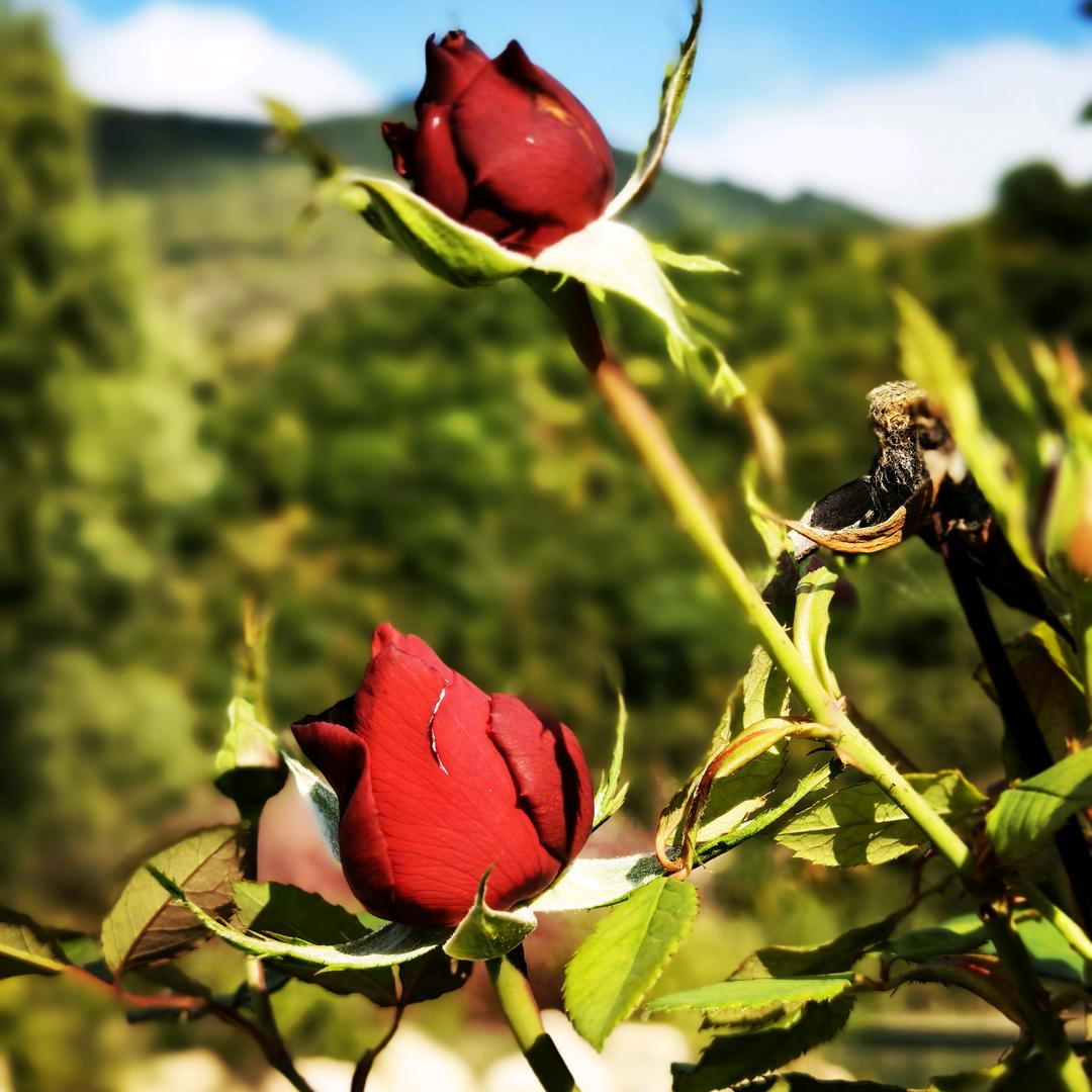 肃杀的西风飘转