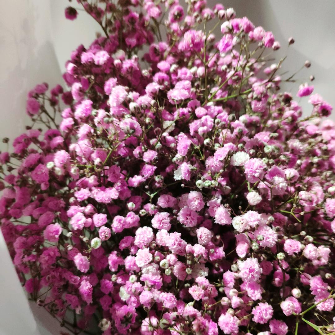 繁花遮眼