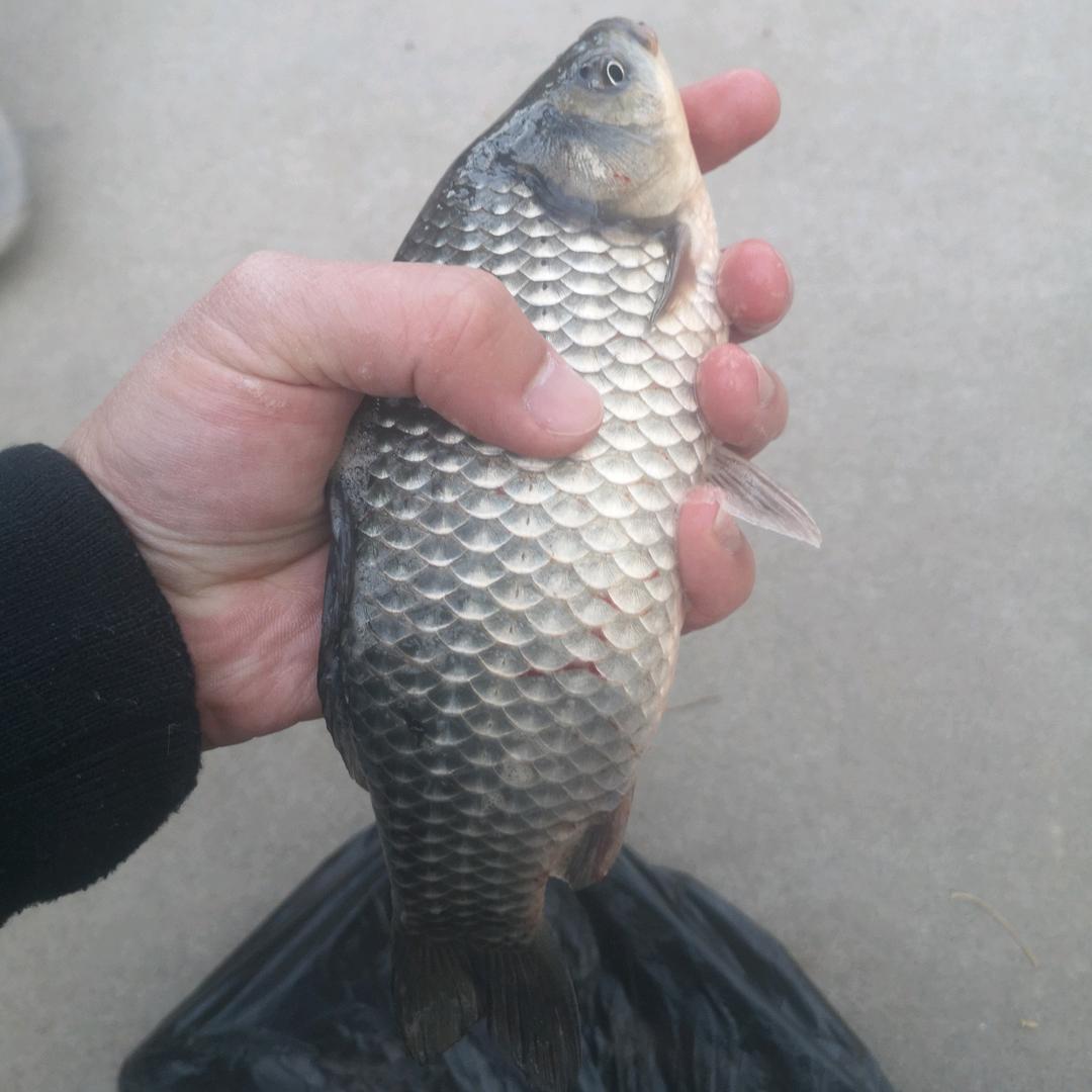 钓鱼做饭爱家人儿