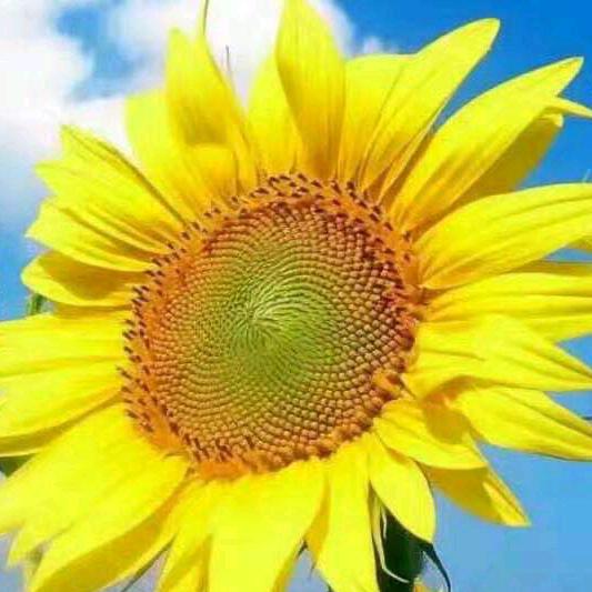 蓟州雷哥，（自卸车分享）